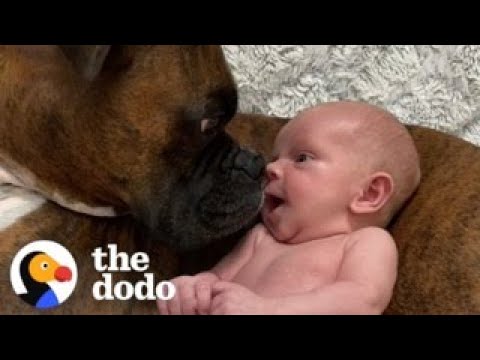 Baby Takes His First Steps Straight To His Dog | The Dodo