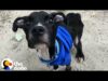 14 pound pittie who can barely walk learns how to do zoomies from his foster brother | the dodo