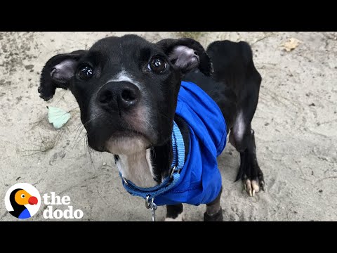 14 Pound Pittie Who Can Barely Walk Learns How To Do Zoomies From His Foster Brother | The Dodo