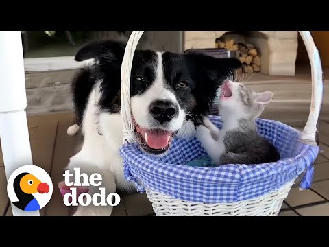 Dog Scared Of Kittens Becomes Proudest Foster Mom | The Dodo