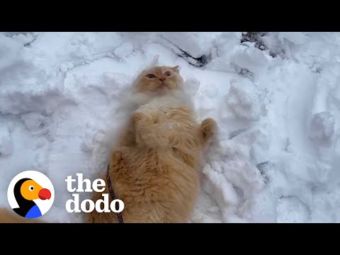 Indoor Cat Obsessed With Snow Begs His Mom To Go Outside Every Day | The Dodo