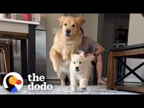 Golden Who Loves Being An Only Child Gets Surprised With A Sister | The Dodo