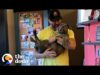 Guy brings his 20 rescue dogs to the groomers | the dodo