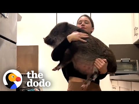 Pig Opens His Rat Siblings' Cage When He Wants To Play | The Dodo