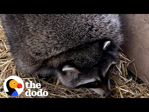 Obese Raccoons Go On A Diet | The Dodo