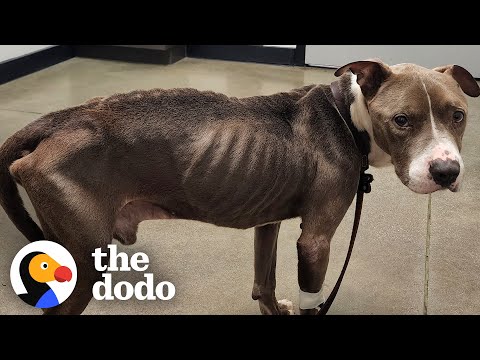 Skinny Pittie Transforms With Little Girl's Help | The Dodo