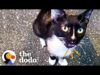 Stray cat starts showing up at couple's new house | the dodo