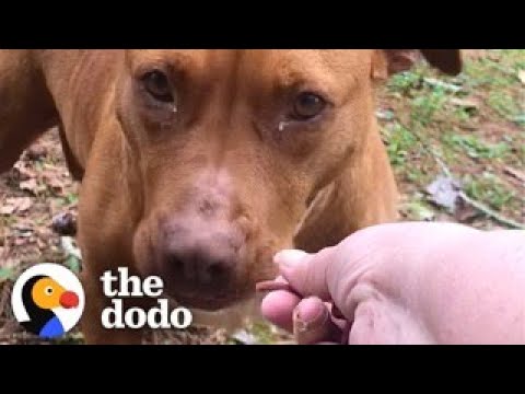 Woman Goes Out Every Day For A Year To Get Stray Pittie To Trust Her | The Dodo
