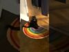 Velcro cat ❤️ | the dodo