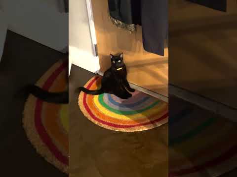 Velcro Cat ❤️ | The Dodo