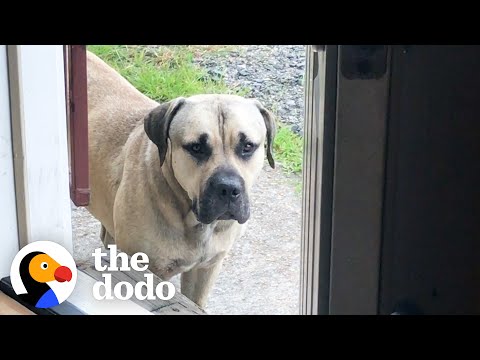 Stray Mastiff Takes His Very First Steps Inside A House | The Dodo