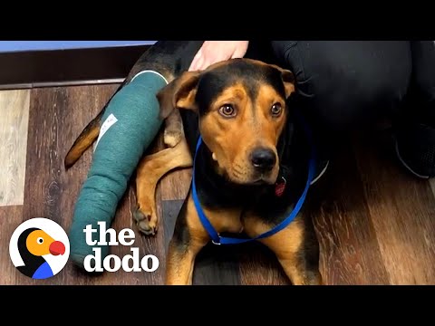 Dog Found Wandering Near Busy Road Rescued Just In Time | The Dodo
