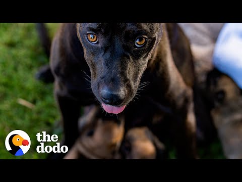 Mama Dog Protects Her Babies Even After Getting Hurt | The Dodo