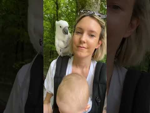 This Baby And Cockatoo Are BFF Goals | The Dodo