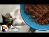 Reasons my cat wouldn't survive in the wild | the dodo