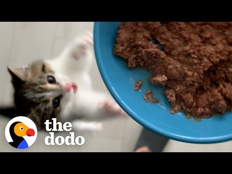Reasons My Cat Wouldn't Survive In The Wild | The Dodo