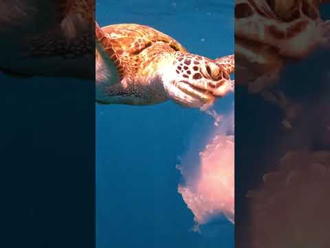 We Can't Believe This Happened! | The Dodo