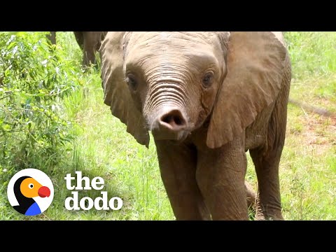 Orphaned Baby Elephant Gets A Big New Family | The Dodo
