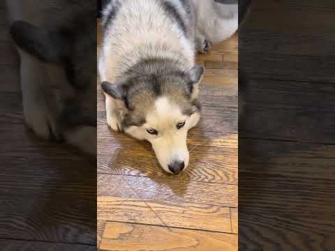 Who Said Dogs Can't Talk? | The Dodo