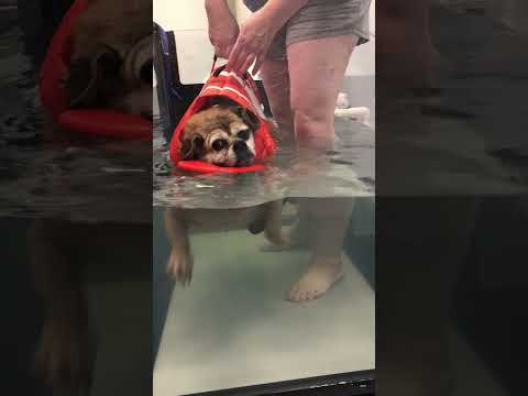 How This Puggle Lost Half Her Body Weight | The Dodo