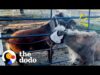 Pony who'd never trusted anyone follows teenage girl around all day | the dodo