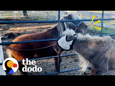 Pony Who'd Never Trusted Anyone Follows Teenage Girl Around All Day | The Dodo