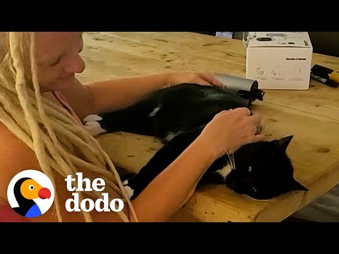 Neighbor Cat Insists On Having Sleepovers With This Couple | The Dodo