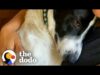 Grieving dog has the best reaction to meeting his new brother | the dodo