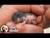 Woman finds tiny mouse in the beak of a chicken | the dodo
