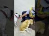 These rescue pups are obsessed with their neighbor | the dodo