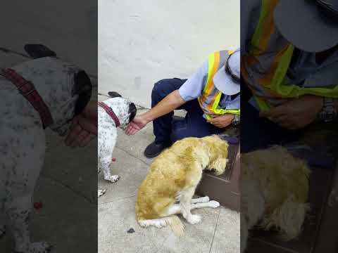 These Rescue Pups Are Obsessed With Their Neighbor | The Dodo