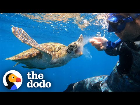Sea Turtle Shares His Jellyfish With A Diver | The Dodo