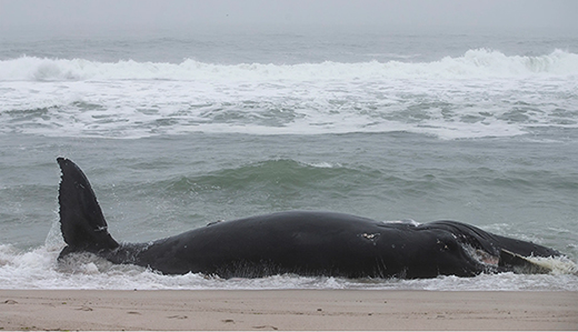 Bucco: How Many More Dead Whales Need to Wash Ashore Before Gov. Murphy Does Something?