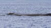 Dead whale washes ashore at island beach state park, reporter slams lack of transparency