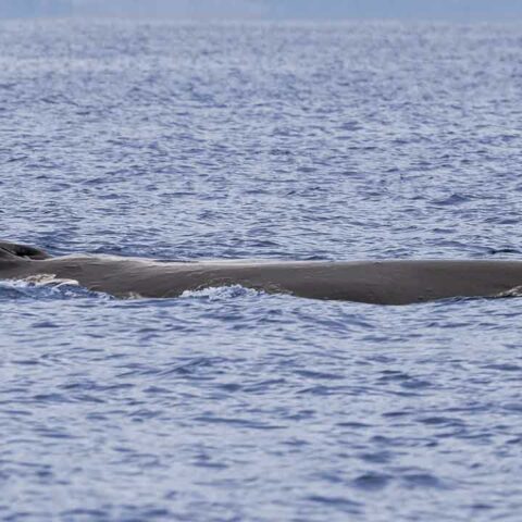 Seaside park whale likely not one spotted by u. S. Coast guard earlier this week - photo licensed by shore news network.