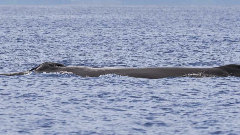 Dead whale washes ashore at island beach state park, reporter slams lack of transparency - photo licensed by shore news network.