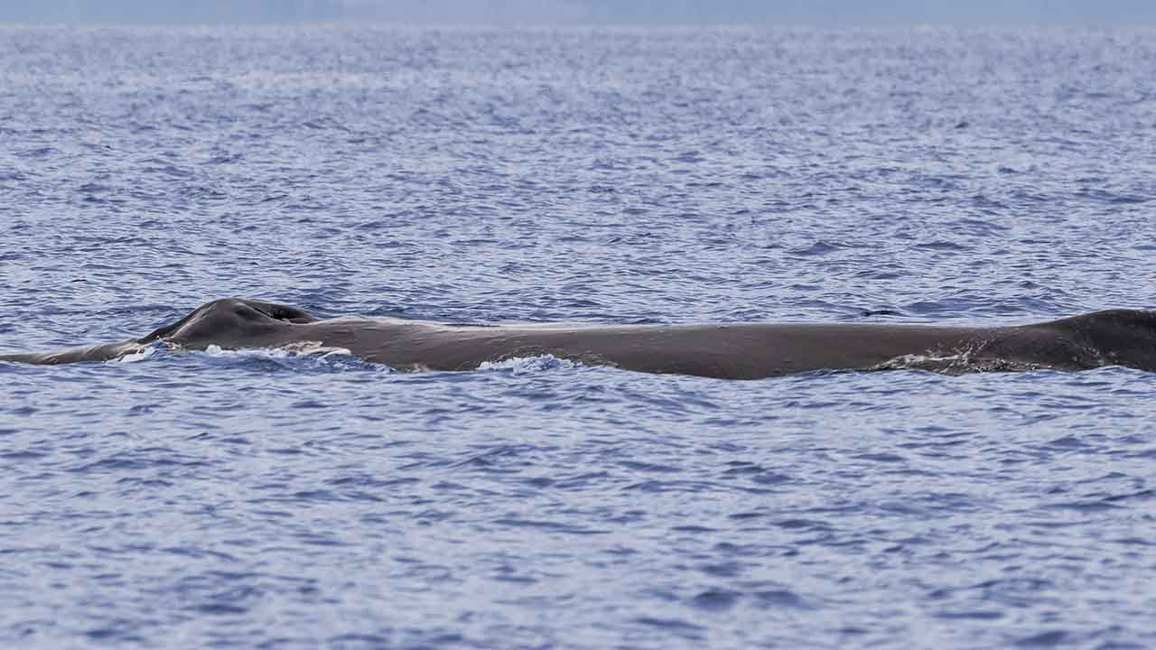 Whale spotted floating, deceased off coast of Seaside Park