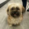 Woodbridge police report lost dog found, waiting for pickup at shelter