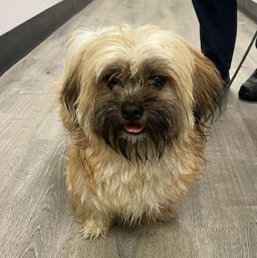Woodbridge police report lost dog found, waiting for pickup at shelter