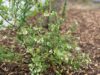 Blueberries are blooming across new jersey, here's what you need to know