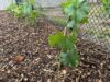 Here's how to make a grape vineyard in your new jersey garden for less than $100