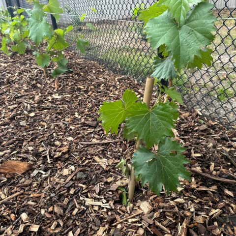 Here's how to make a grape vineyard in your new jersey garden for less than $100 - photo licensed by shore news network.
