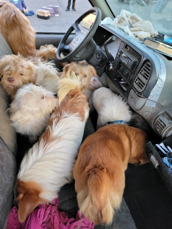 38 dogs rescued from abandoned pickup truck after 40 found dead in New Jersey