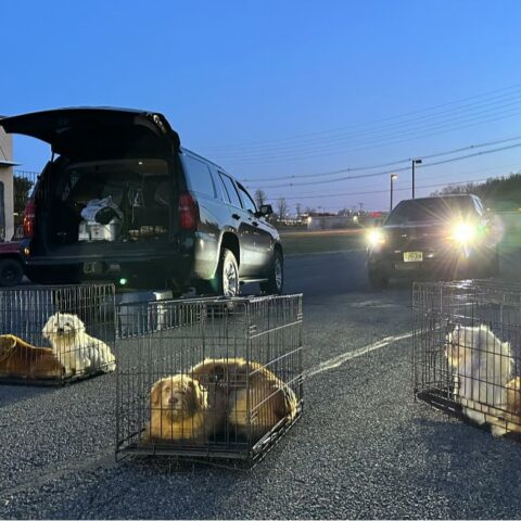 38 dogs rescued from abandoned pickup truck after 40 found dead in new jersey - photo licensed by shore news network.
