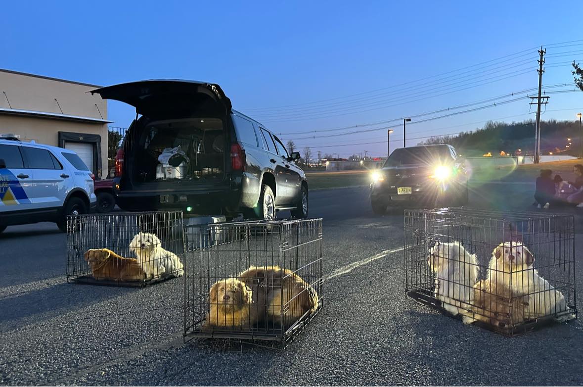 38 dogs rescued from abandoned pickup truck after 40 found dead in New Jersey