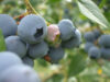 Five berries you can easily grow in your new jersey garden