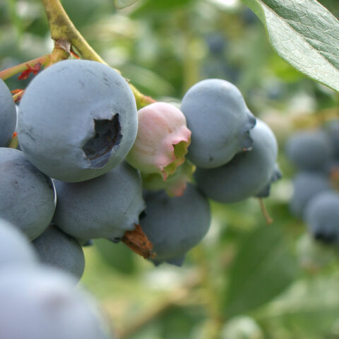 Five berries you can easily grow in your new jersey garden - photo licensed by shore news network.