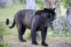 Police respond to reports of black panther sightings in new jersey