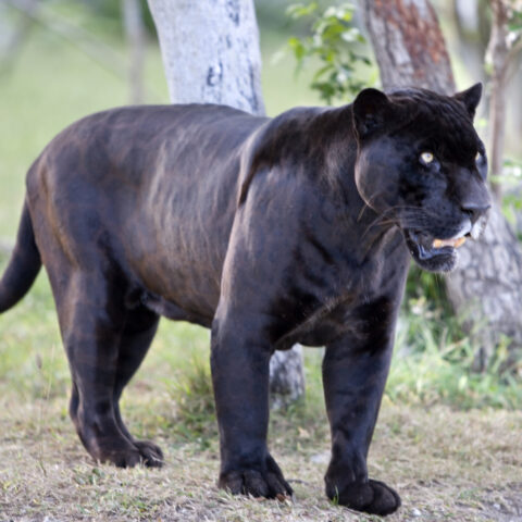 Police respond to reports of black panther sightings in new jersey - photo licensed by shore news network.