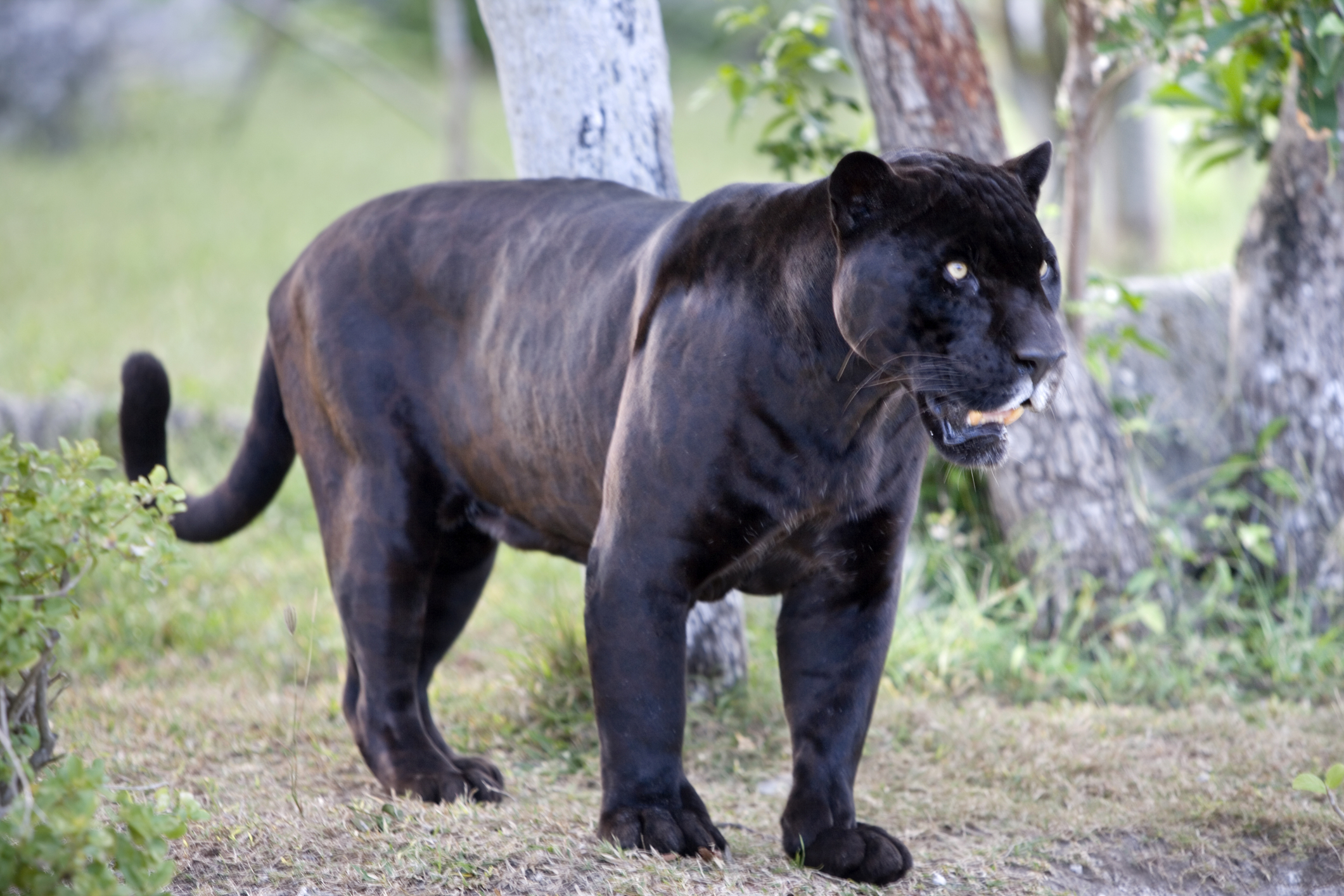 Police Respond to Reports of Black Panther Sightings in New Jersey